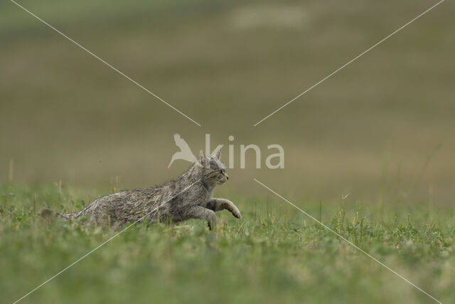 Wilde kat (Felis silvestris)