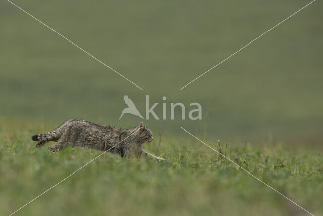 Wilde kat (Felis silvestris)