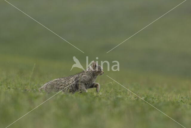 Wilde kat (Felis silvestris)