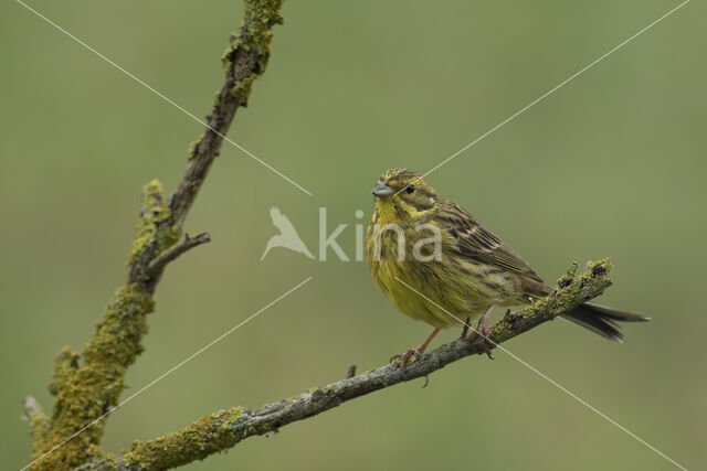 Geelgors (Emberiza citrinella)