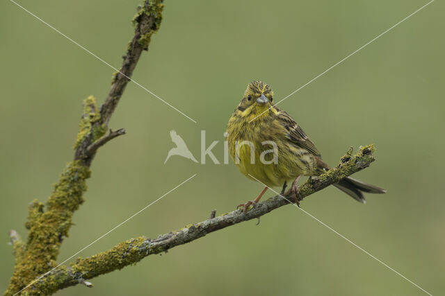 Geelgors (Emberiza citrinella)