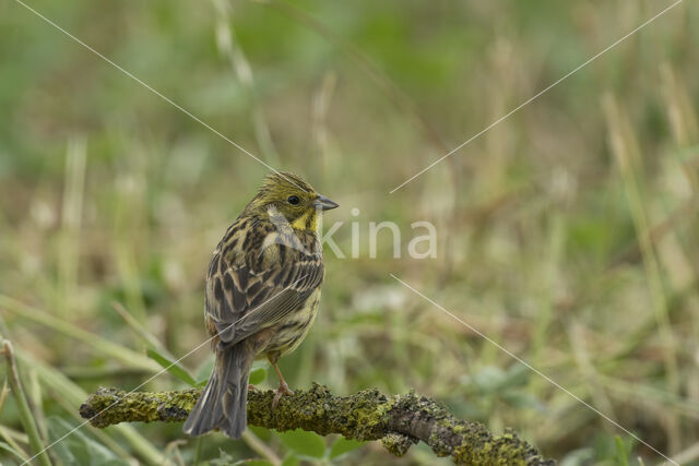 Geelgors (Emberiza citrinella)