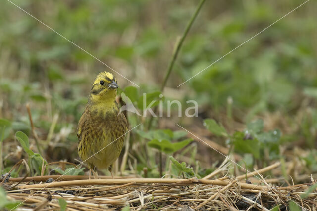 Yellowhammer (Emberiza citrinella)