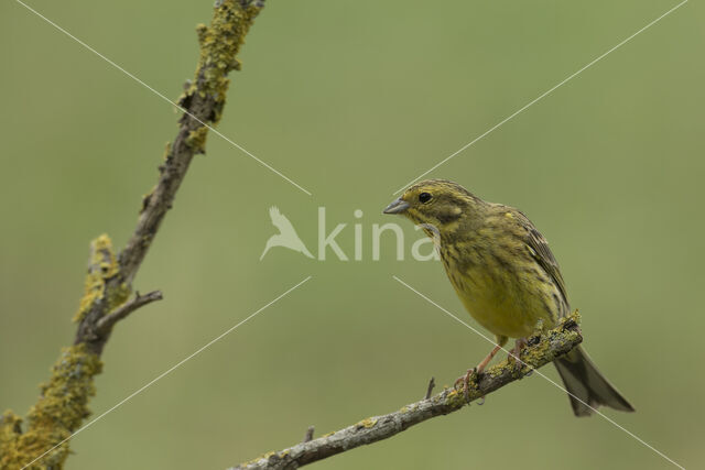 Geelgors (Emberiza citrinella)