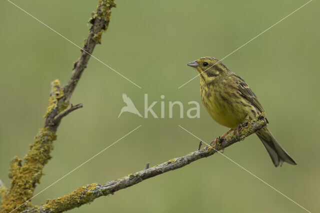 Yellowhammer (Emberiza citrinella)