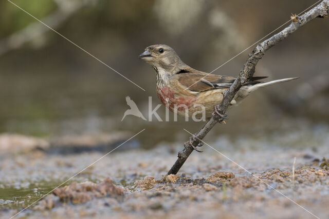 Eurasian Linnet (Carduelis cannabina)