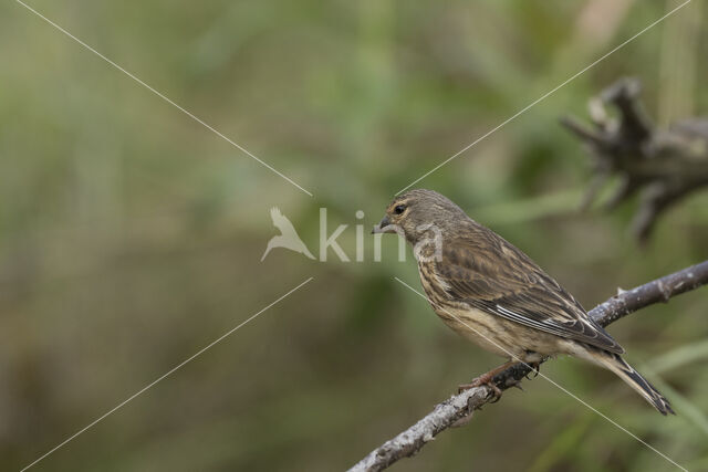 Eurasian Linnet (Carduelis cannabina)