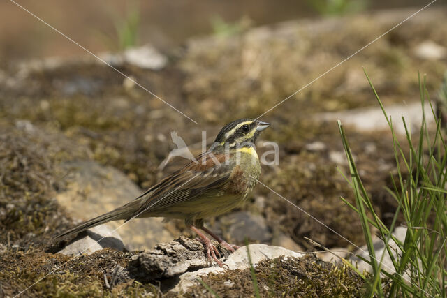 Cirl bunting (Emberiza cirlus)