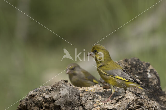 Groenling (Carduelis chloris)