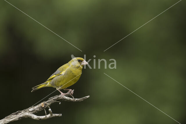 Groenling (Carduelis chloris)