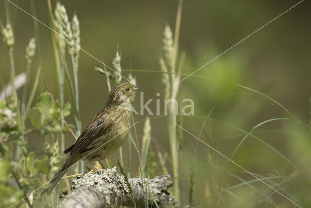 Cirl bunting (Emberiza cirlus)