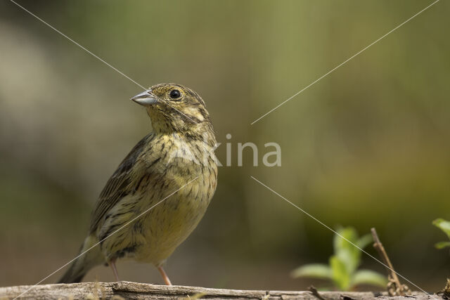 Cirl bunting (Emberiza cirlus)