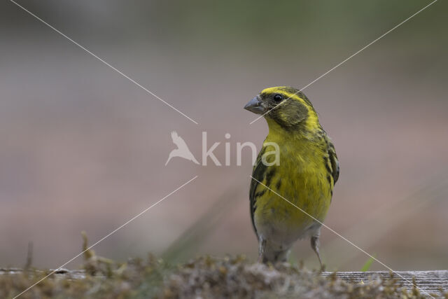 European Serin (Serinus serinus)