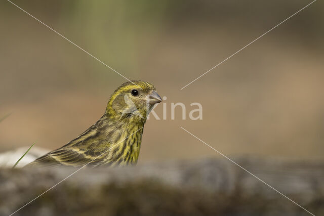 European Serin (Serinus serinus)