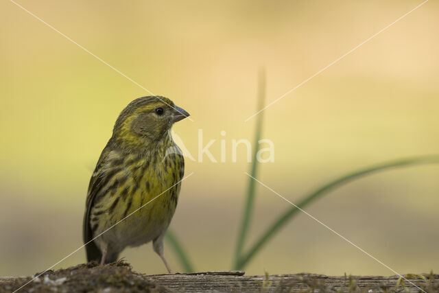 European Serin (Serinus serinus)