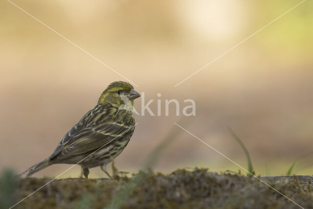 European Serin (Serinus serinus)