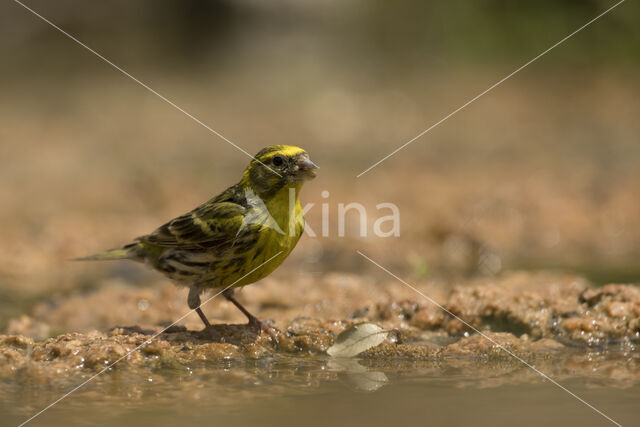 European Serin (Serinus serinus)