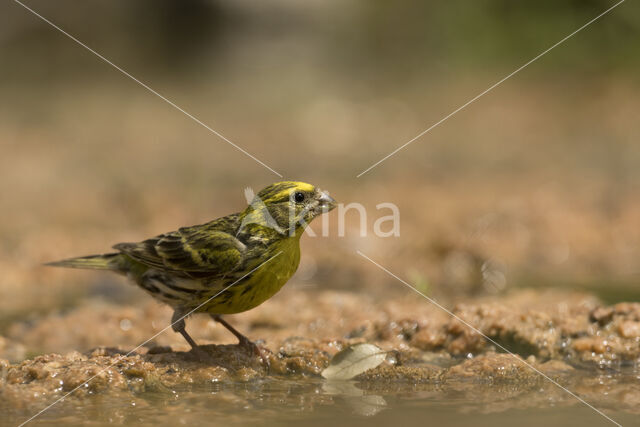 European Serin (Serinus serinus)