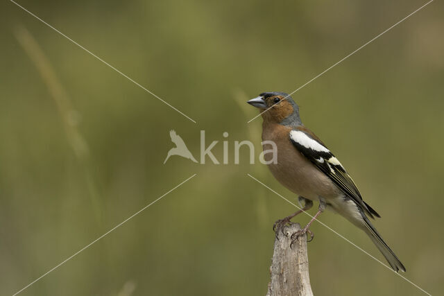 Vink (Fringilla coelebs)