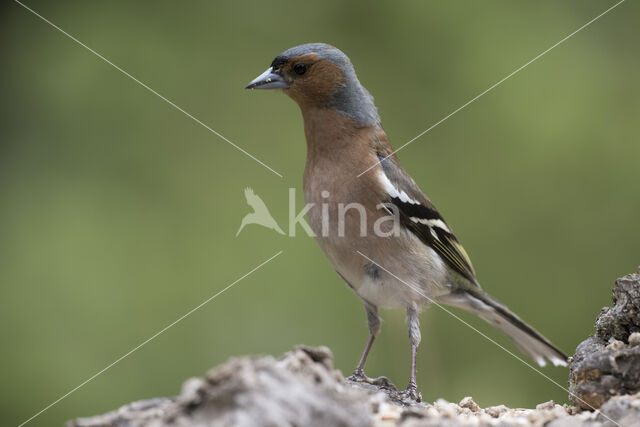 Vink (Fringilla coelebs)