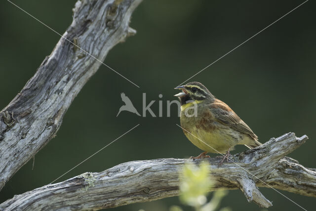 Cirl bunting (Emberiza cirlus)