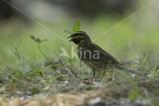 Cirlgors (Emberiza cirlus)