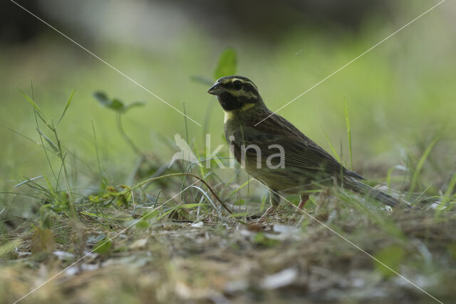 Cirl bunting (Emberiza cirlus)