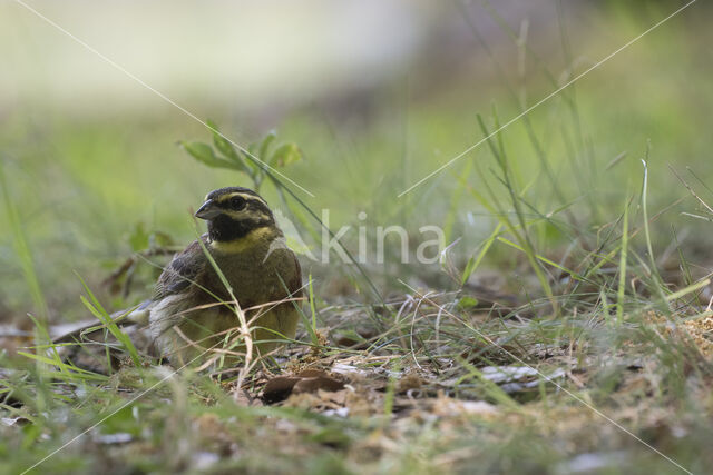 Cirl bunting (Emberiza cirlus)