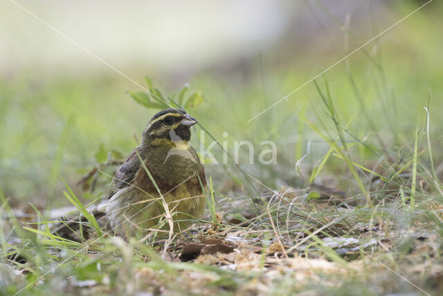 Cirl bunting (Emberiza cirlus)