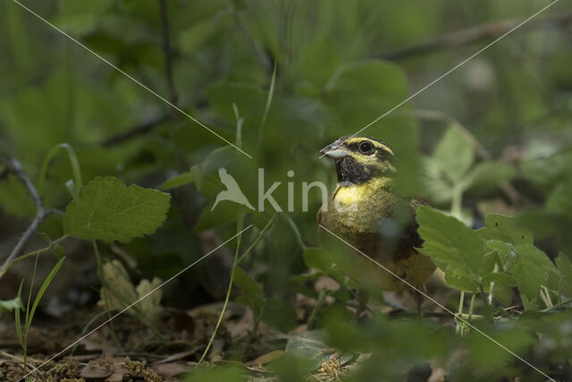 Cirl bunting (Emberiza cirlus)