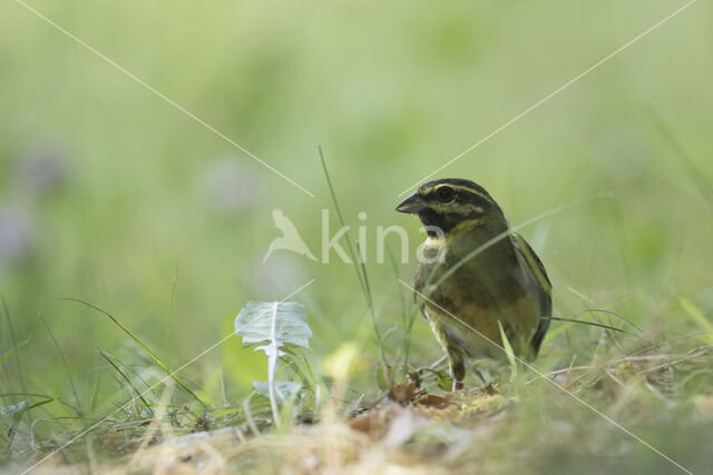 Cirl bunting (Emberiza cirlus)