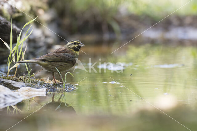 Cirl bunting (Emberiza cirlus)