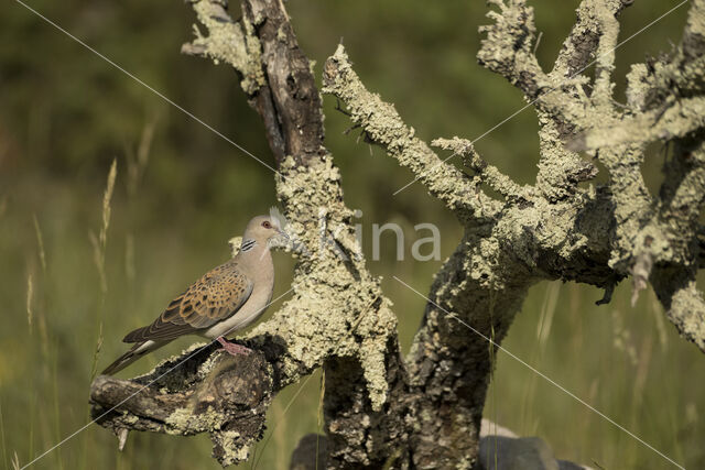 Zomertortel (Streptopelia turtur)