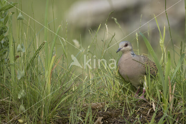 Zomertortel (Streptopelia turtur)