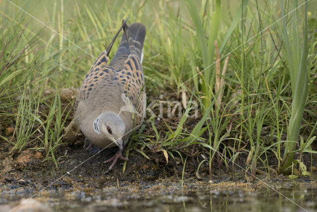 Zomertortel (Streptopelia turtur)