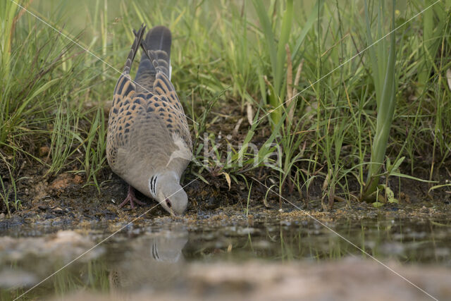 Zomertortel (Streptopelia turtur)