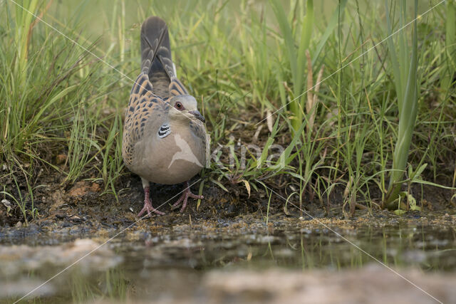 Zomertortel (Streptopelia turtur)