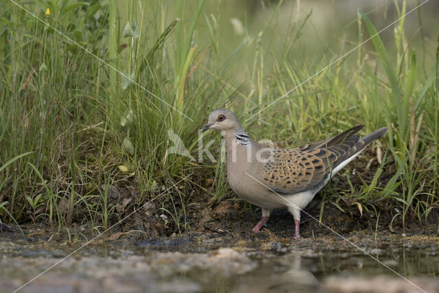 Zomertortel (Streptopelia turtur)