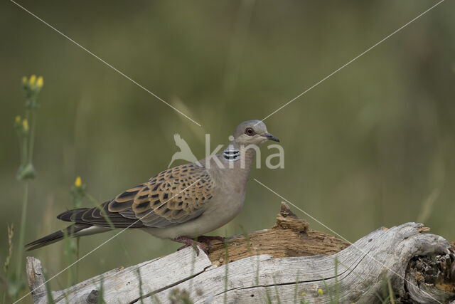 Zomertortel (Streptopelia turtur)