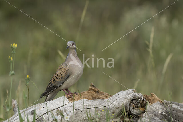 Zomertortel (Streptopelia turtur)