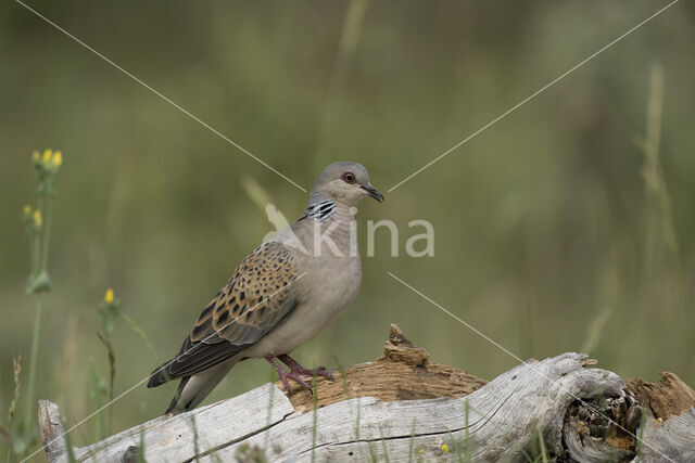 Zomertortel (Streptopelia turtur)