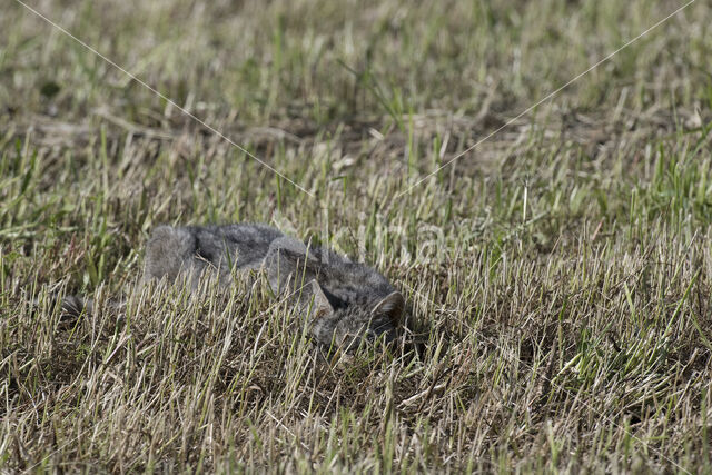 Wilde kat (Felis silvestris)