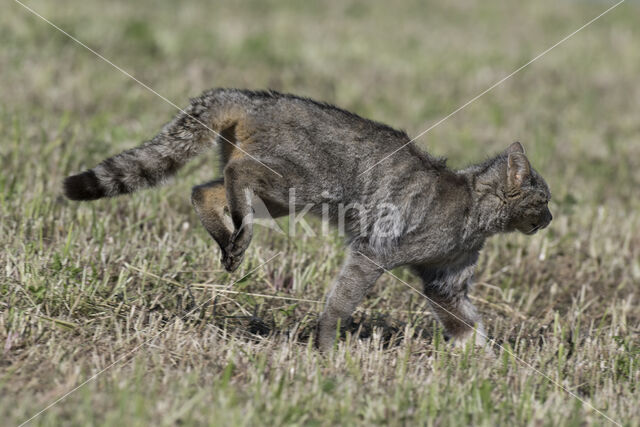 Wilde kat (Felis silvestris)