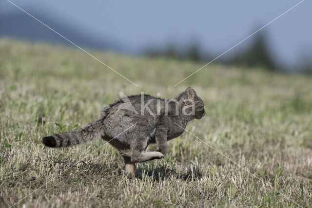 Wilde kat (Felis silvestris)