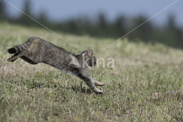 Wilde kat (Felis silvestris)