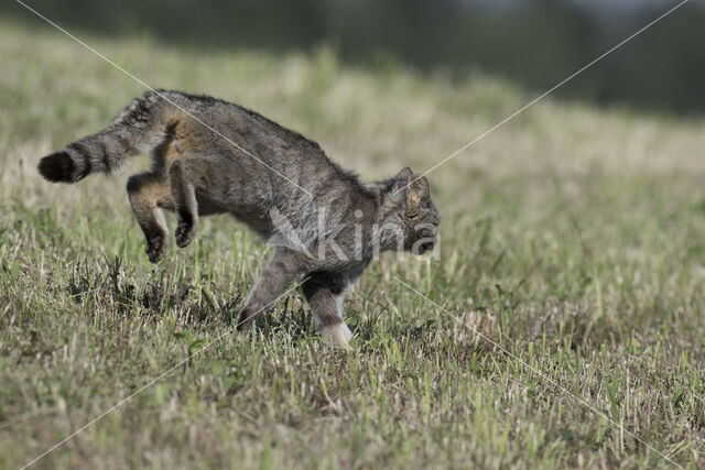 Wilde kat (Felis silvestris)