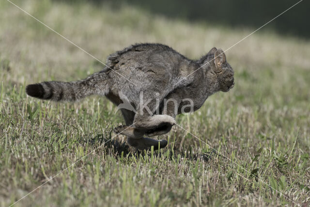 Wilde kat (Felis silvestris)