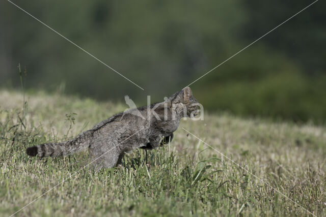 Wilde kat (Felis silvestris)