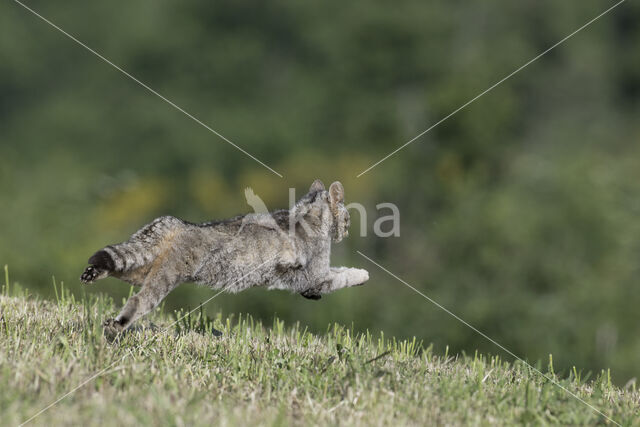 Wilde kat (Felis silvestris)