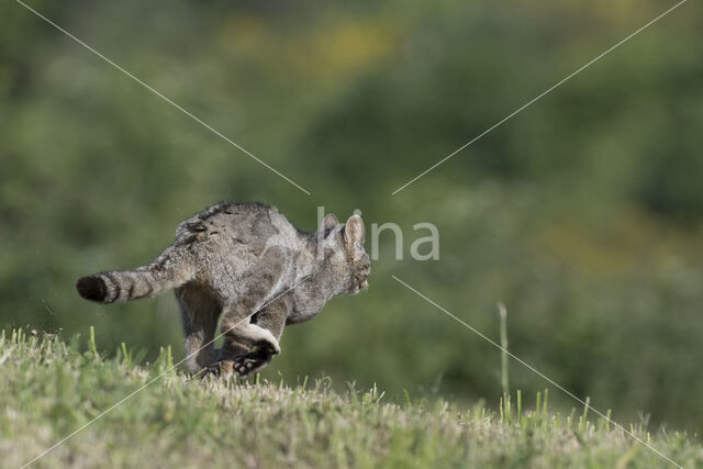 Wilde kat (Felis silvestris)